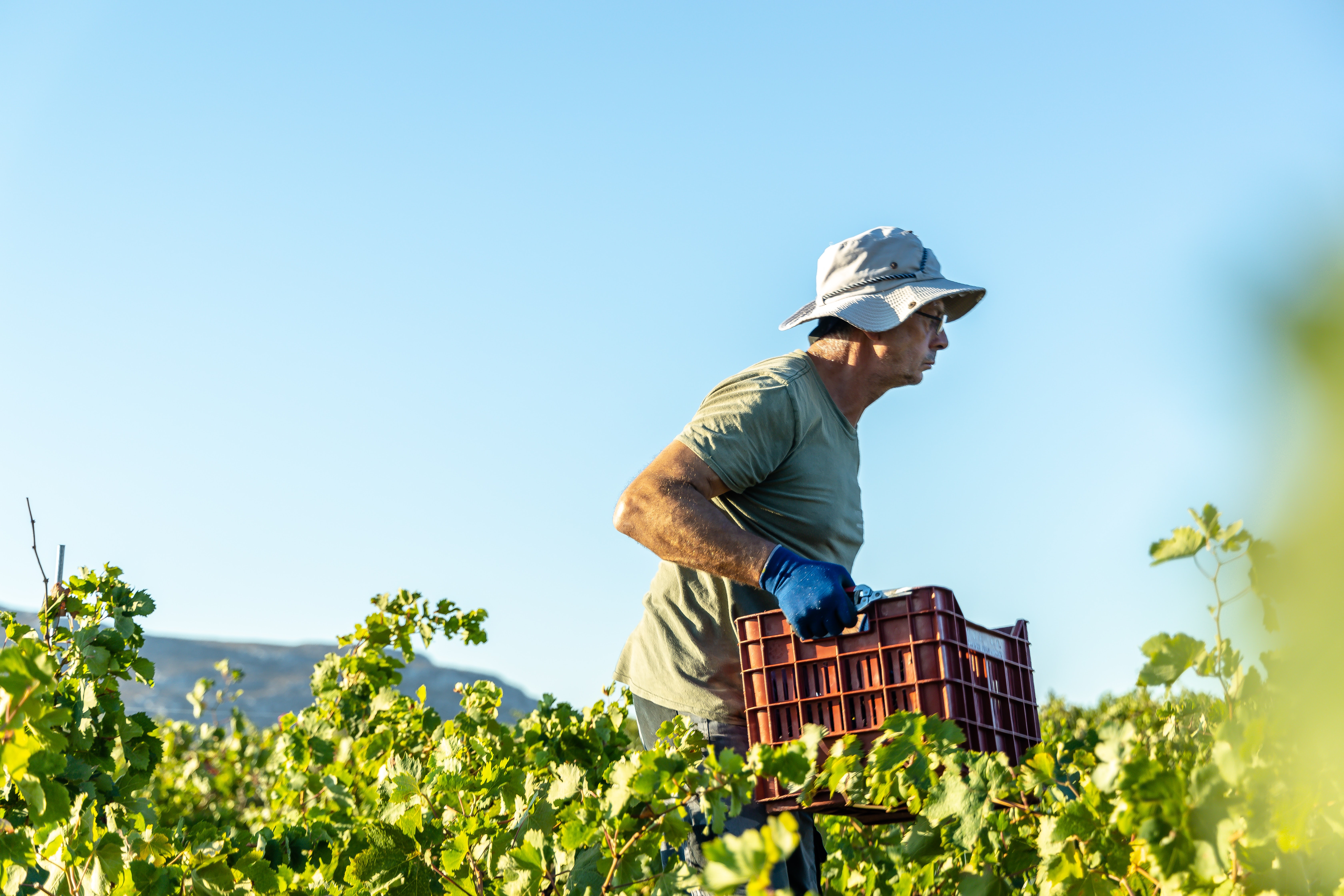 Agricultura, migración y trabajo en el Chile actual
