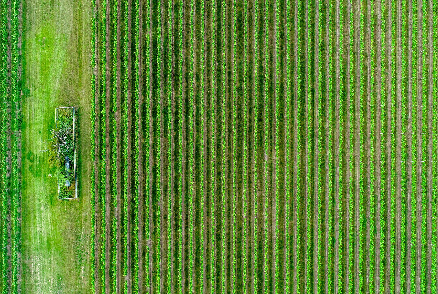 Cooperativas Agrícolas