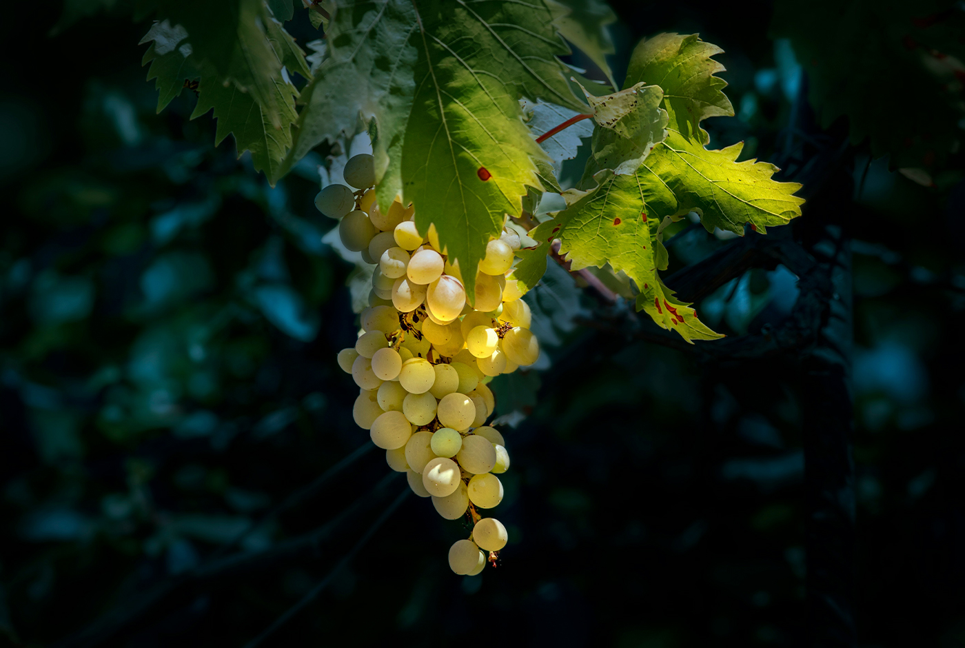 Chacolí, un patrimonio relicto de la vitivinicultura chilena