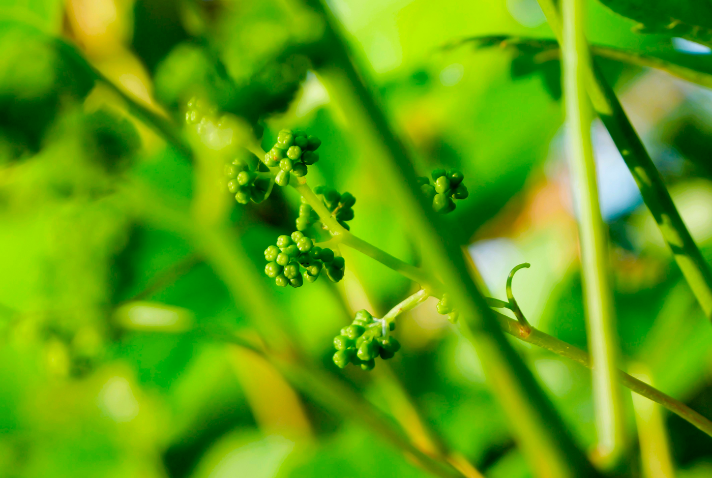 Día del Enólogo: Homenaje a Don Ruy Barbosa, arquitecto de la enología chilena