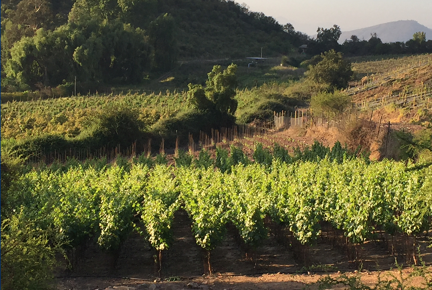 El maravilloso camino de la vitivinicultura regenerativa