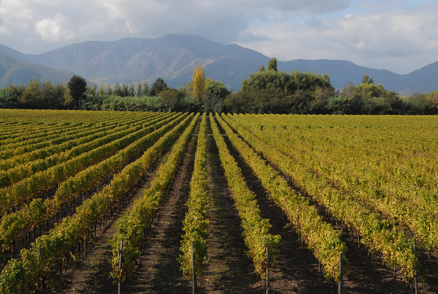 El milagro agroexportador chileno y sus desafíos inmediatos
