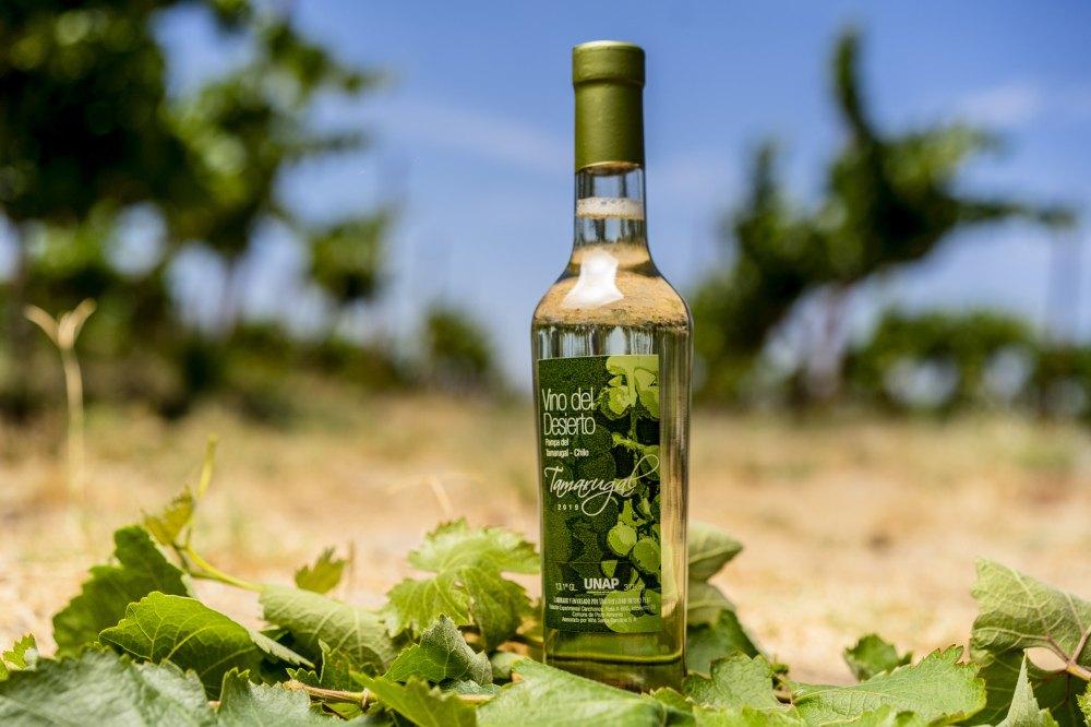 El renacer de la vitivinicultura en la Pampa del Tamarugal