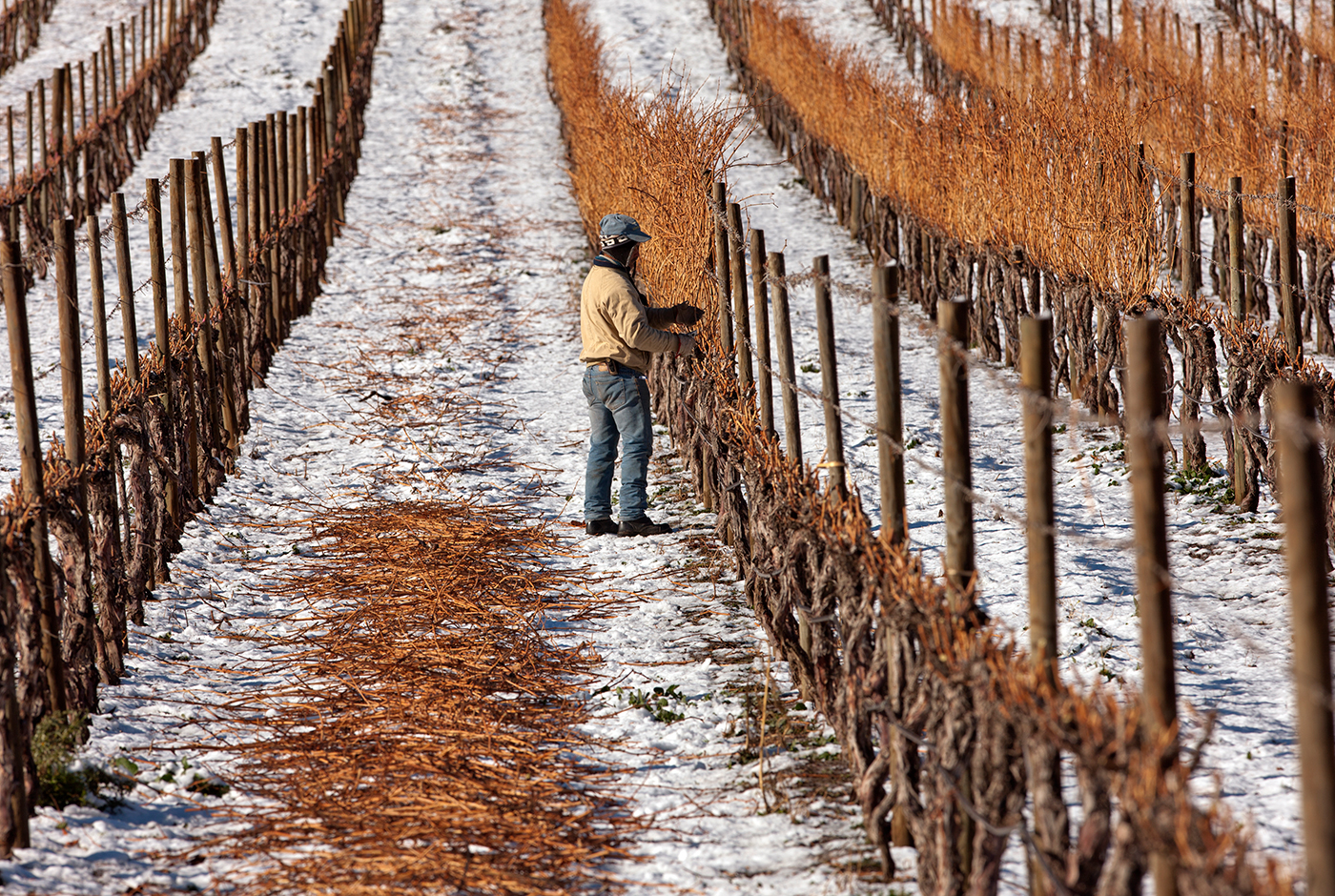 El sector agropecuario nacional: principales desafíos