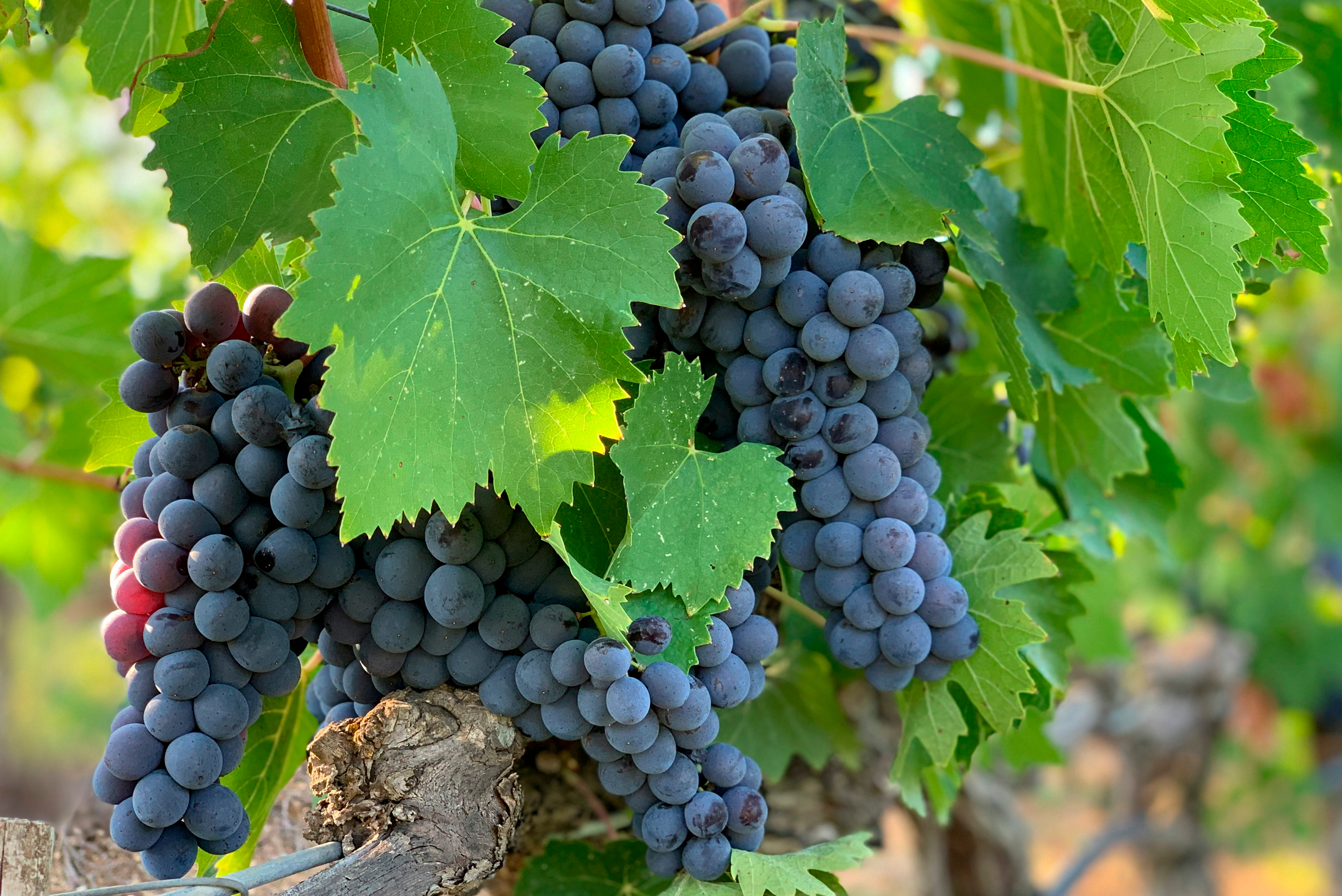 El origen del Malbec, en su día internacional 