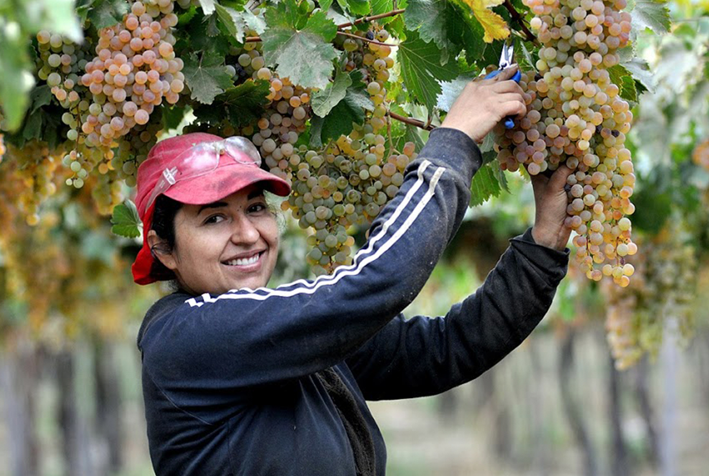 La RSE en la industria del vino: ¿Se puede hacer más?