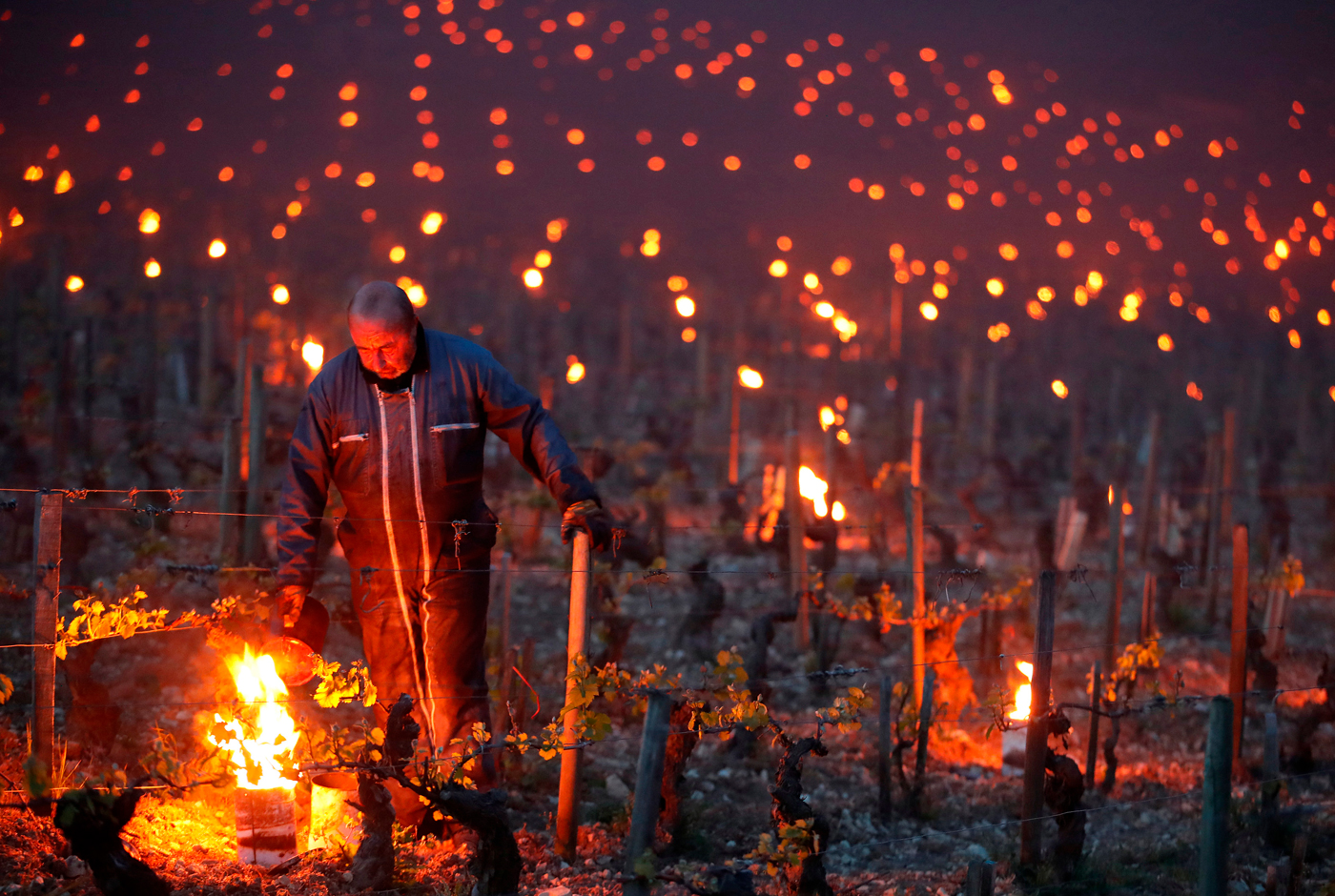 Le gel et la vigne : un mauvais assemblage