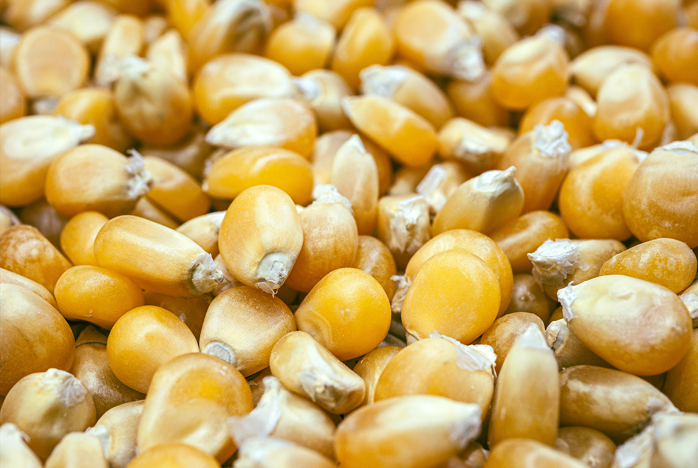 Los ecos de la chuchoca