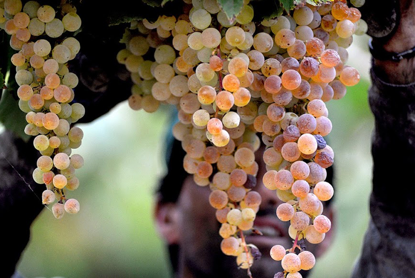 Precio del vino, patrimonio e identidad