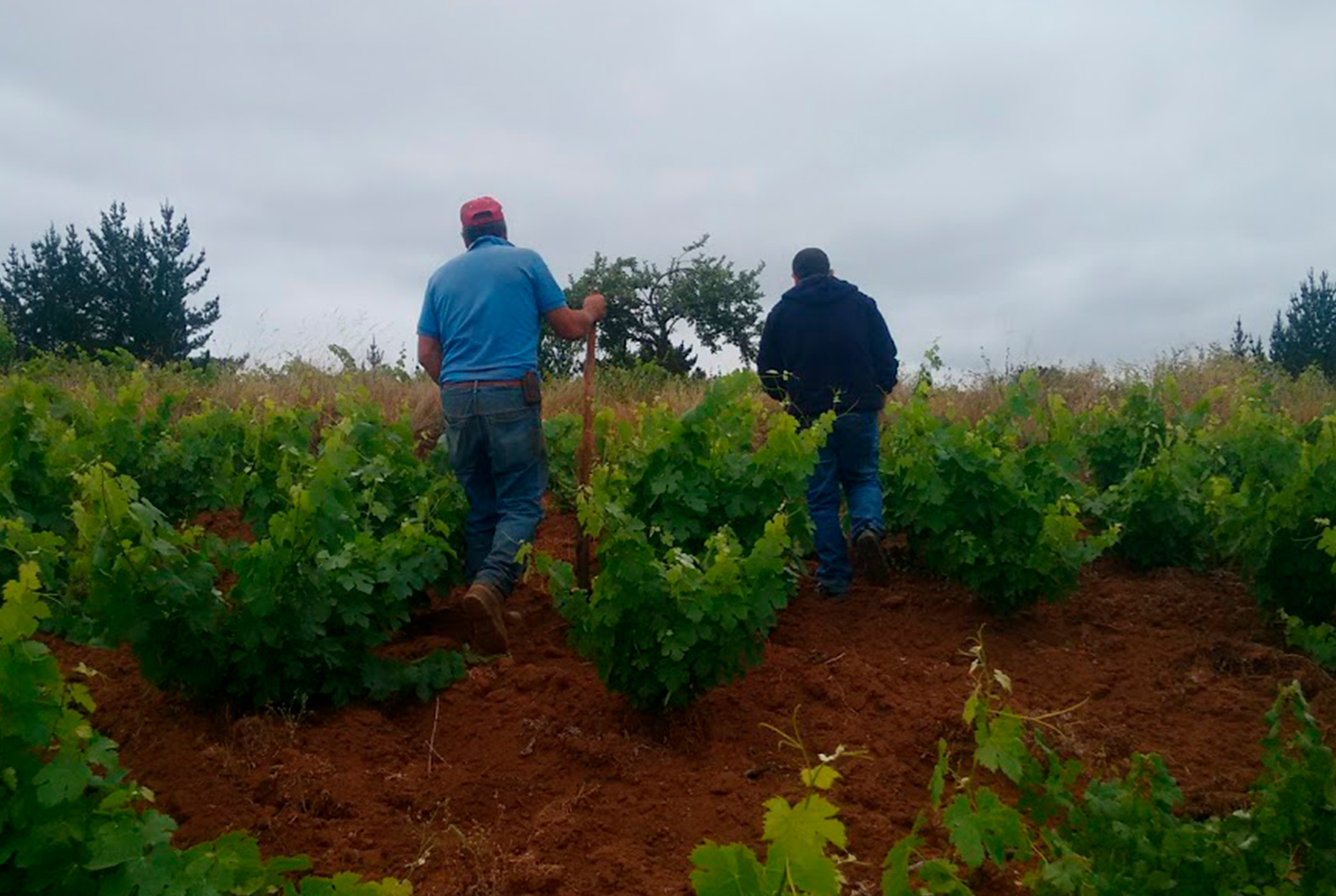 Prix du vin, patrimoine et identité