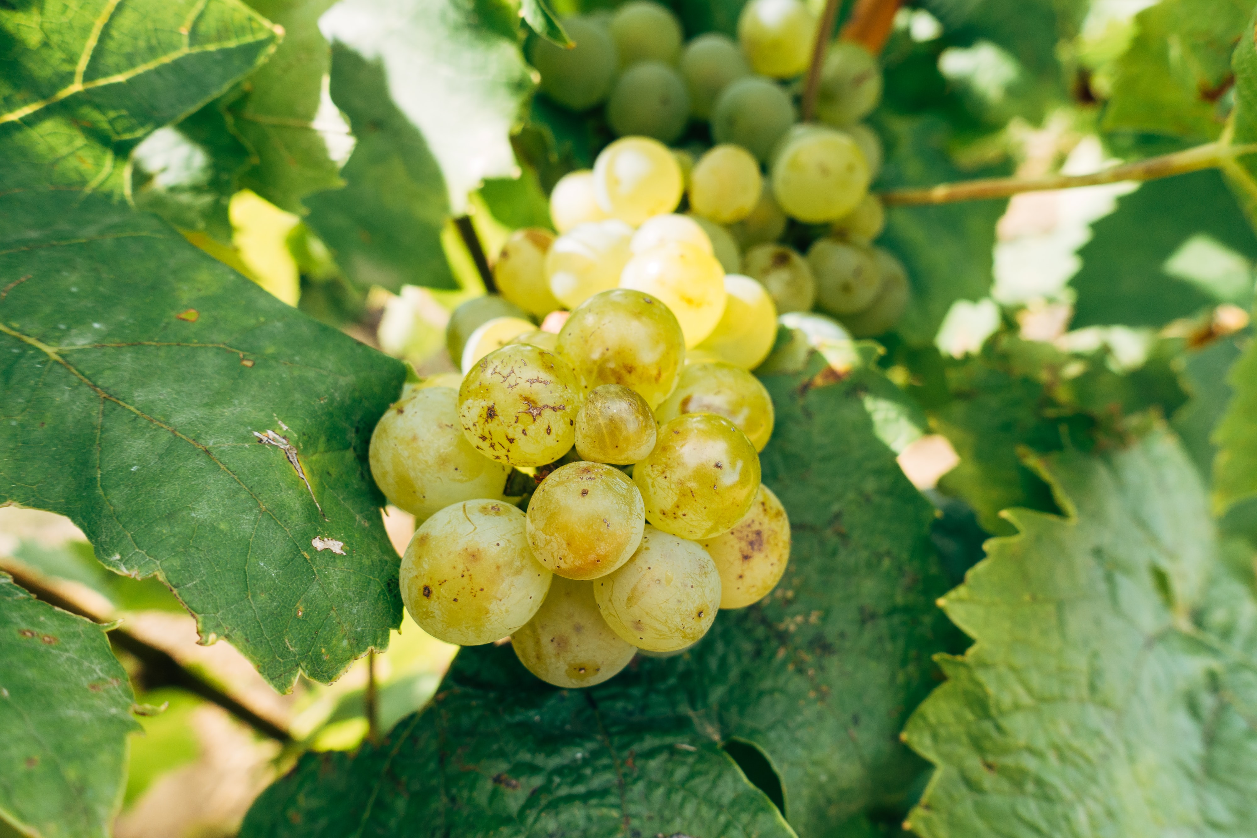 Semillón: El decano de los vinos blancos de Chile