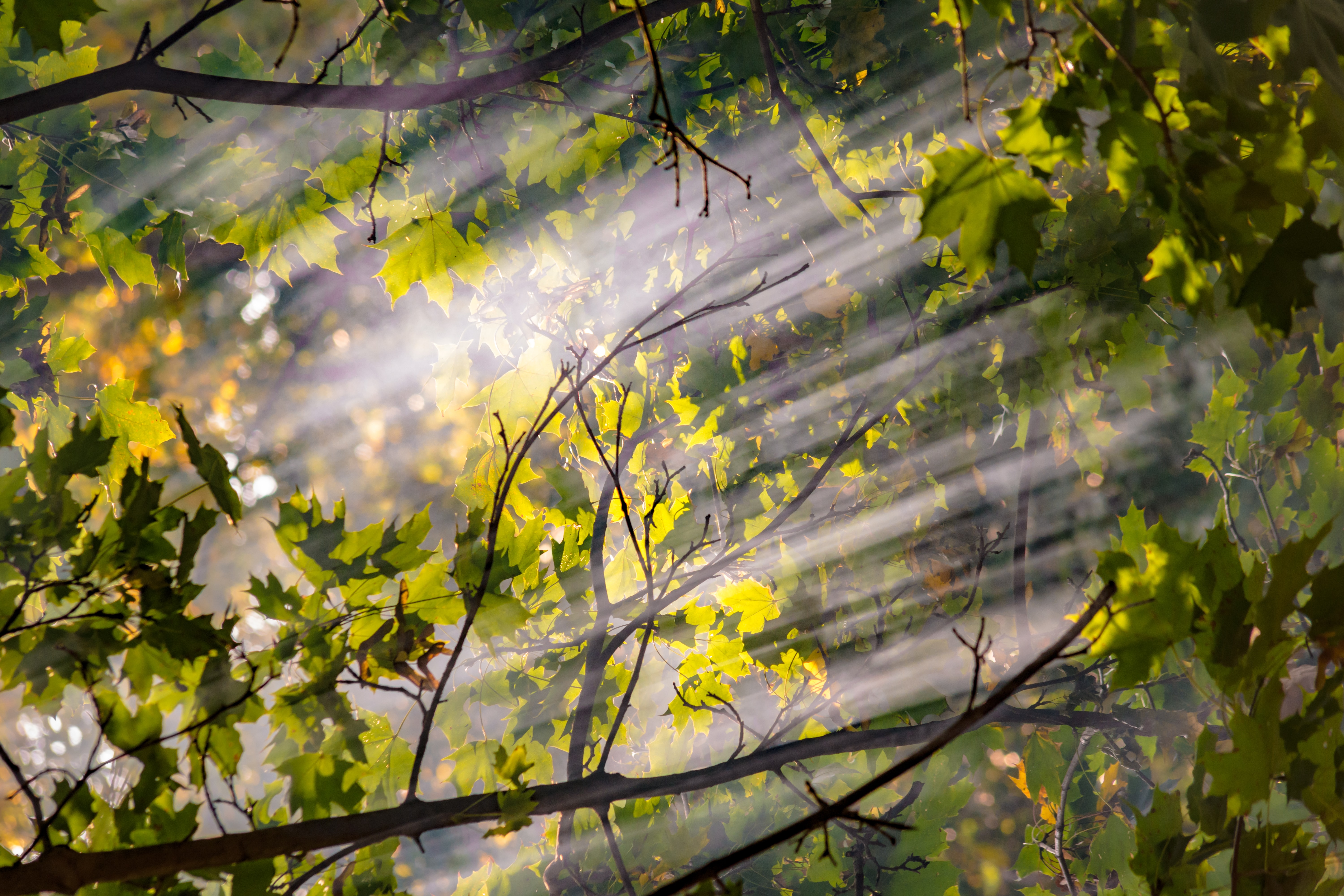 Uva País en el Cono Sur de América