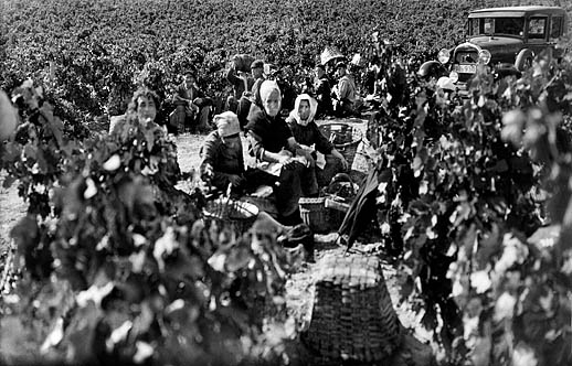 Vendimias: una historia de celebración del trabajo campesino
