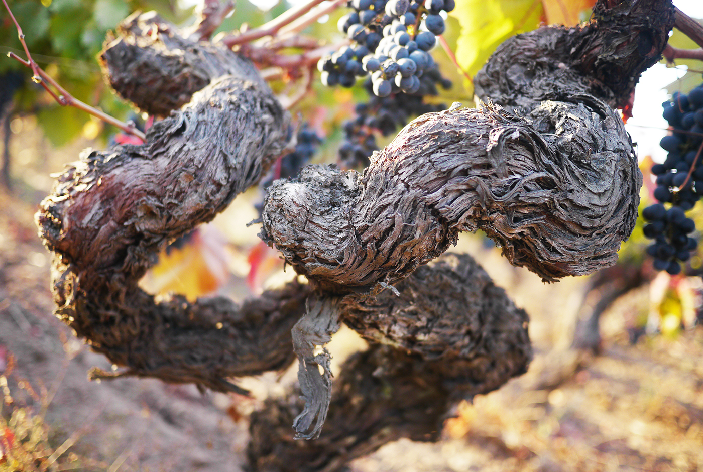 Viñas chilenas como Patrimonio Mundial de UNESCO