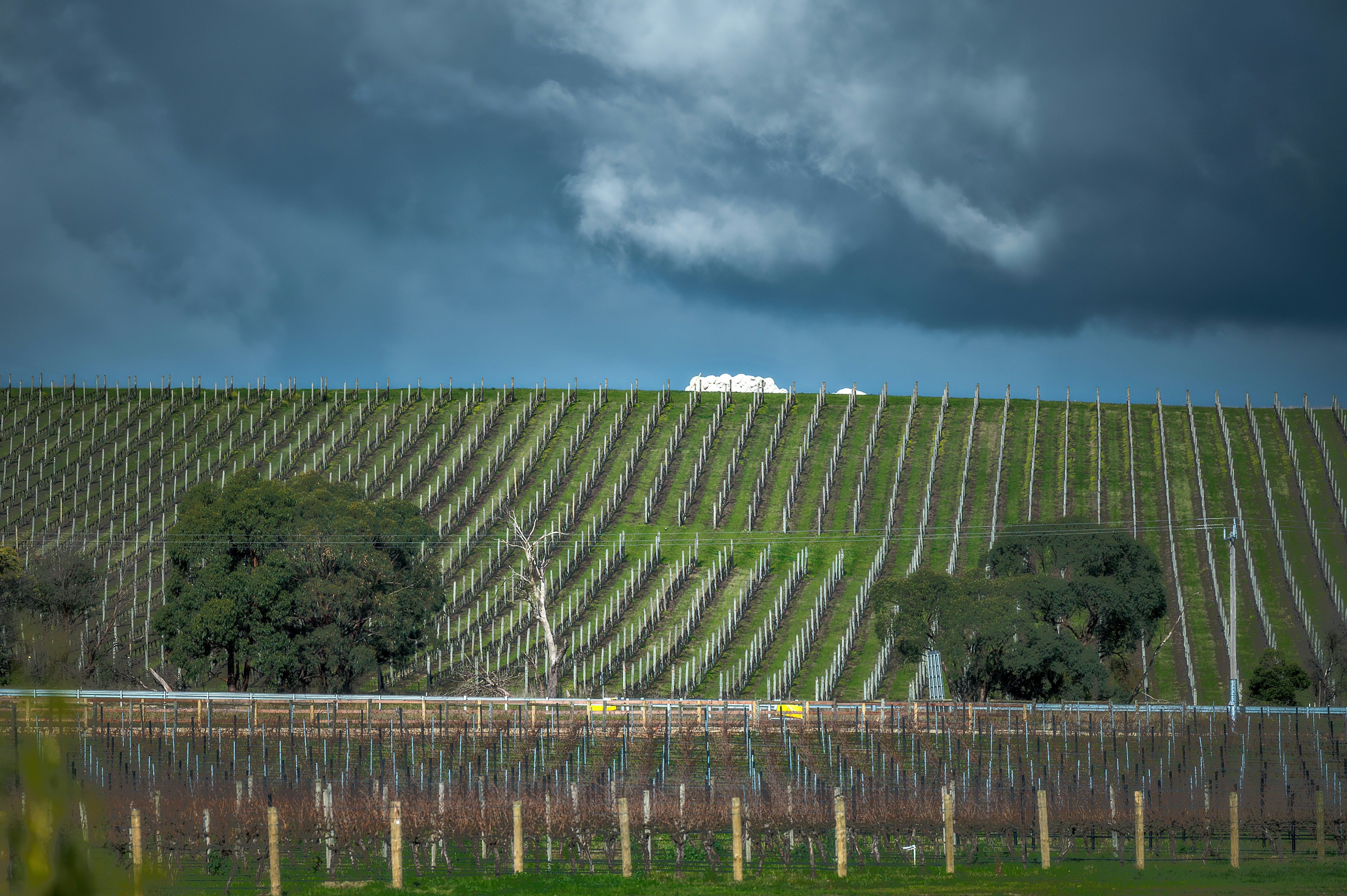 Vinos Australes: Relegados del País del Vino