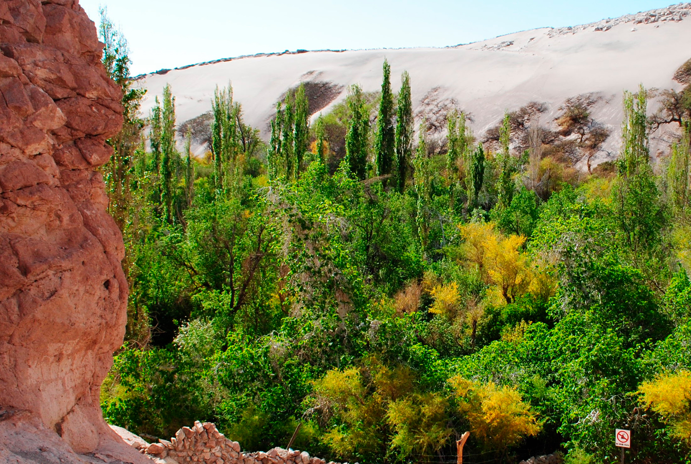 Vinos del Desierto: el despertar del Norte Grande de Chile