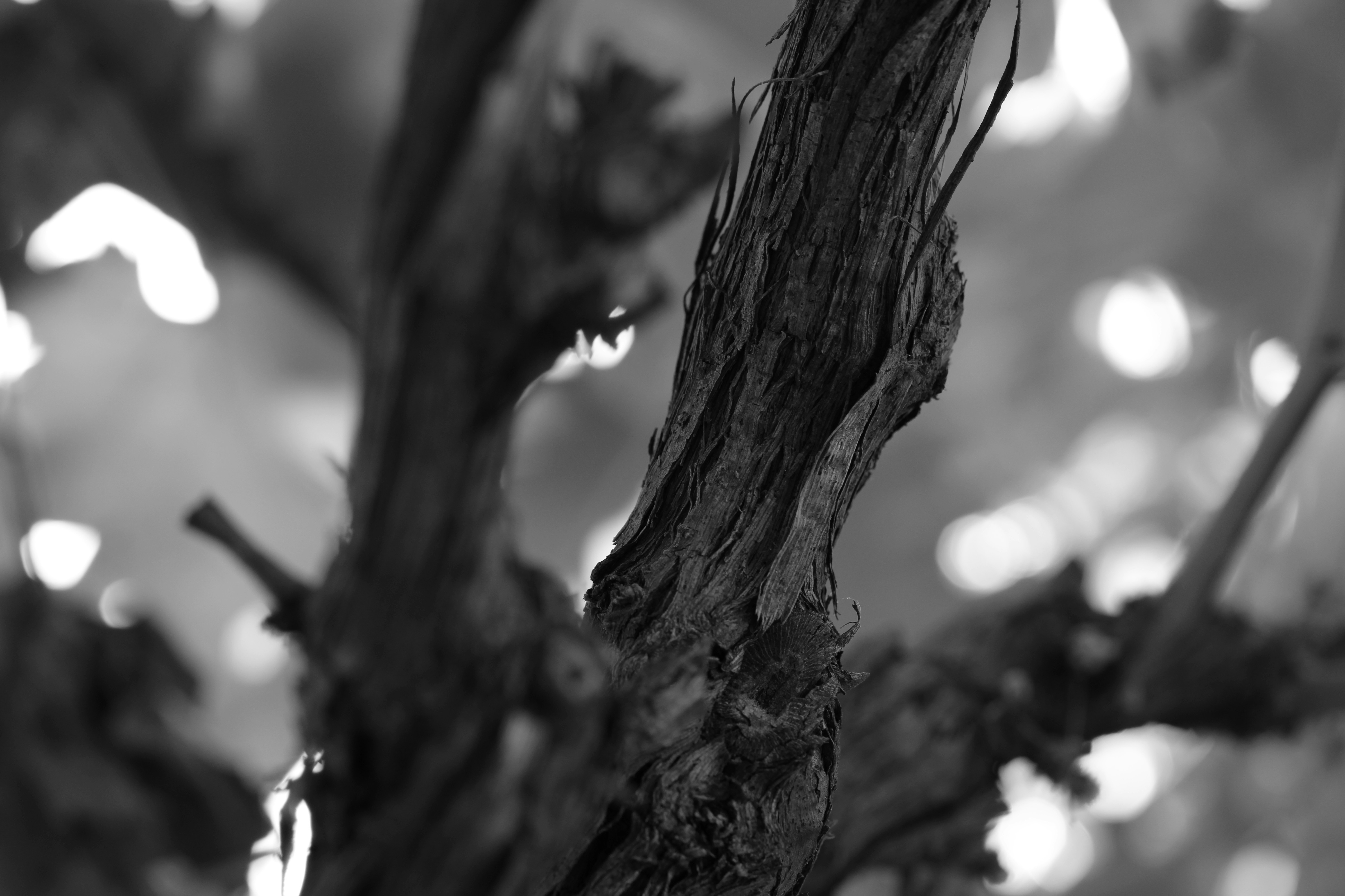 Vinos orgánicos ¿Revolución enológica o espejismo verde?