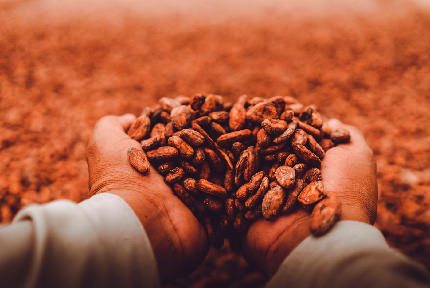 Vinos y Chocolates: en la búsqueda de la armonía