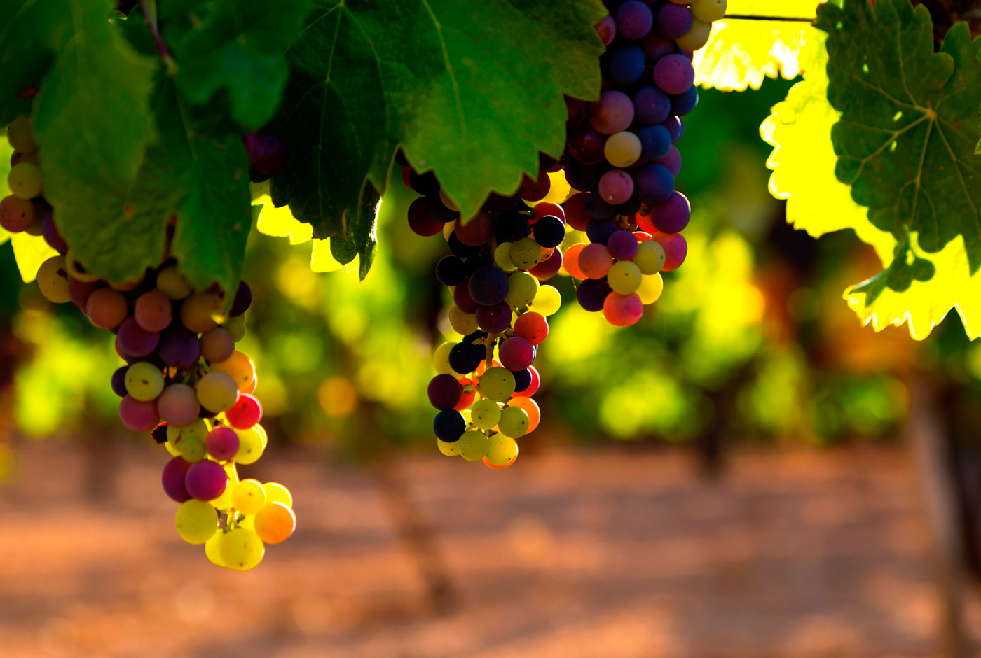 ¿A qué sabe un buen pisco?