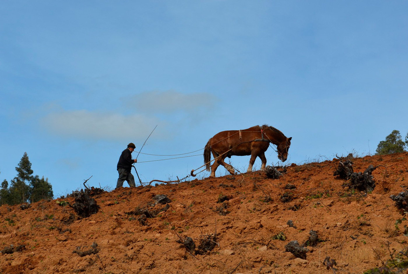 ¿Qué es un “Viñedo Patrimonial”?