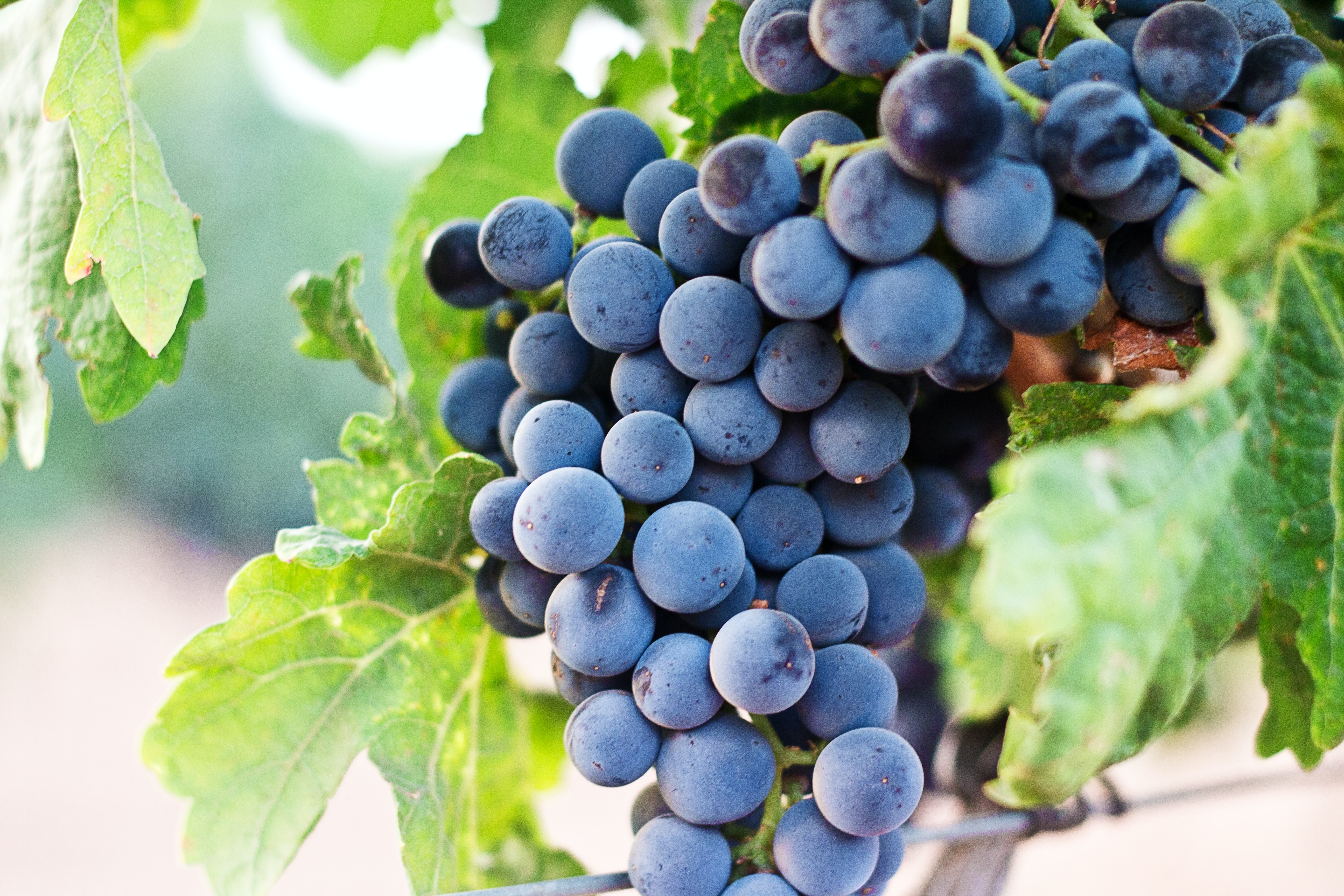 24 de noviembre, día internacional del carménère
