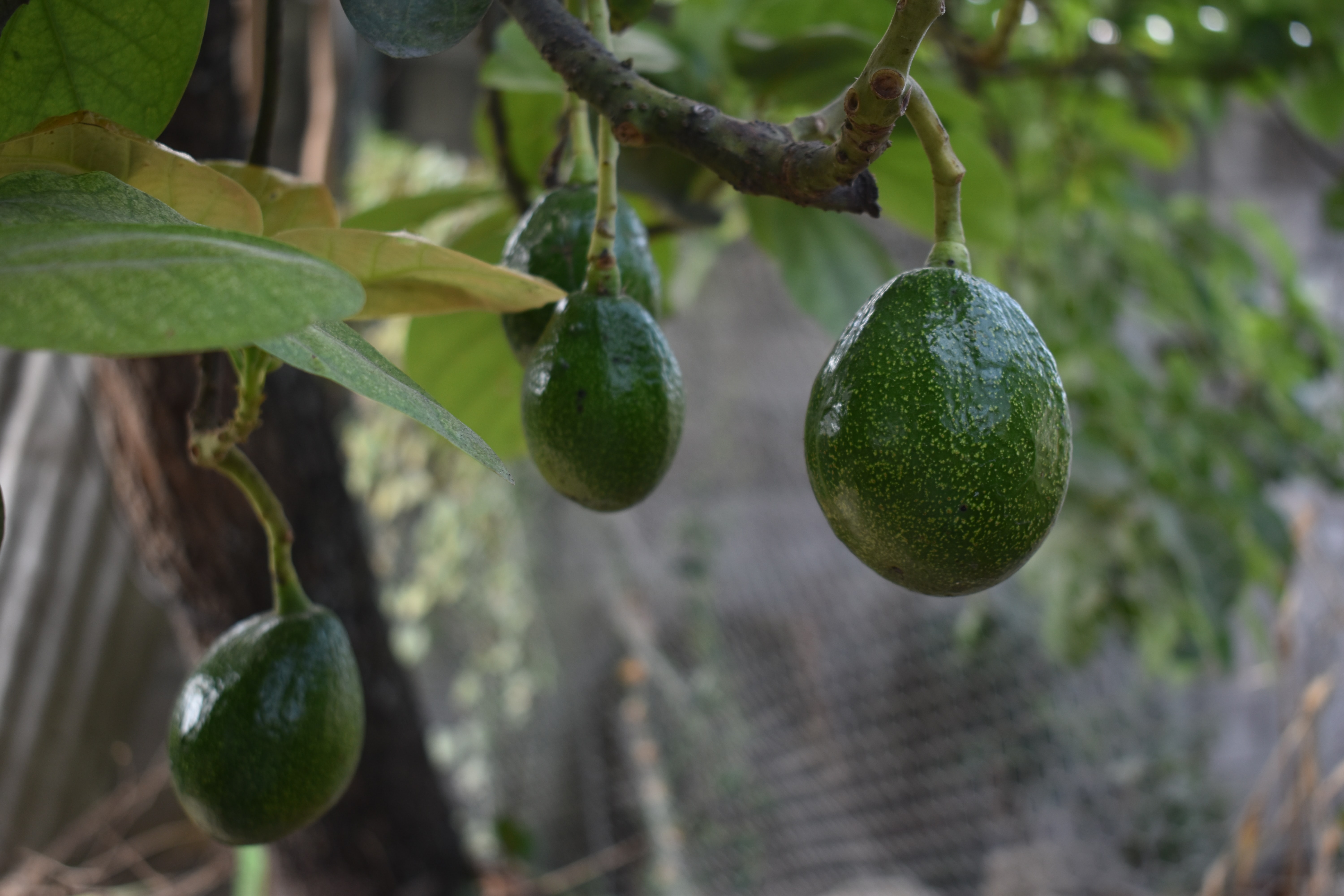 Breve pesquisa de la palta o aguacate