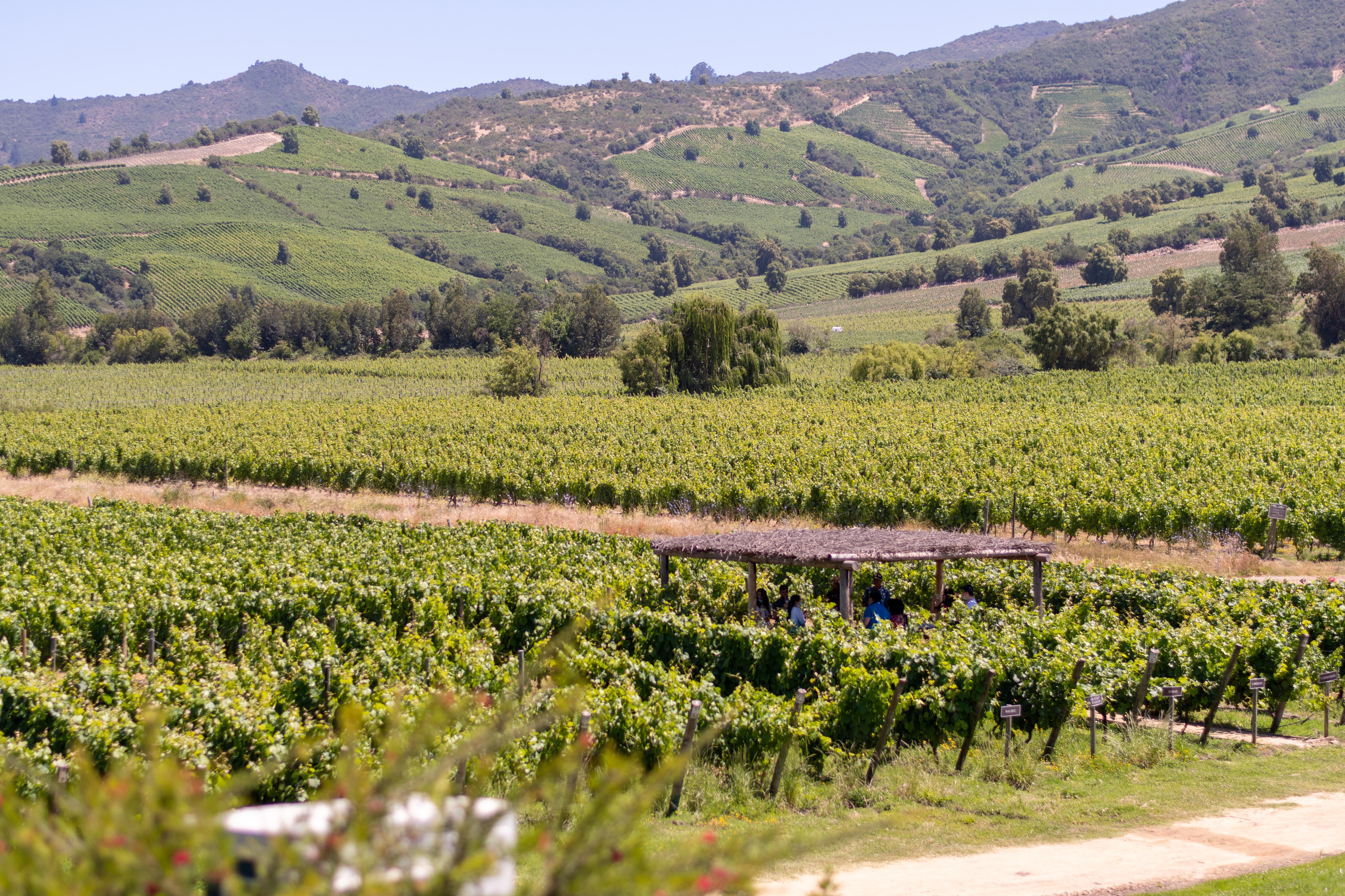 Challenges and opportunities: The wine tourism sector in Chile