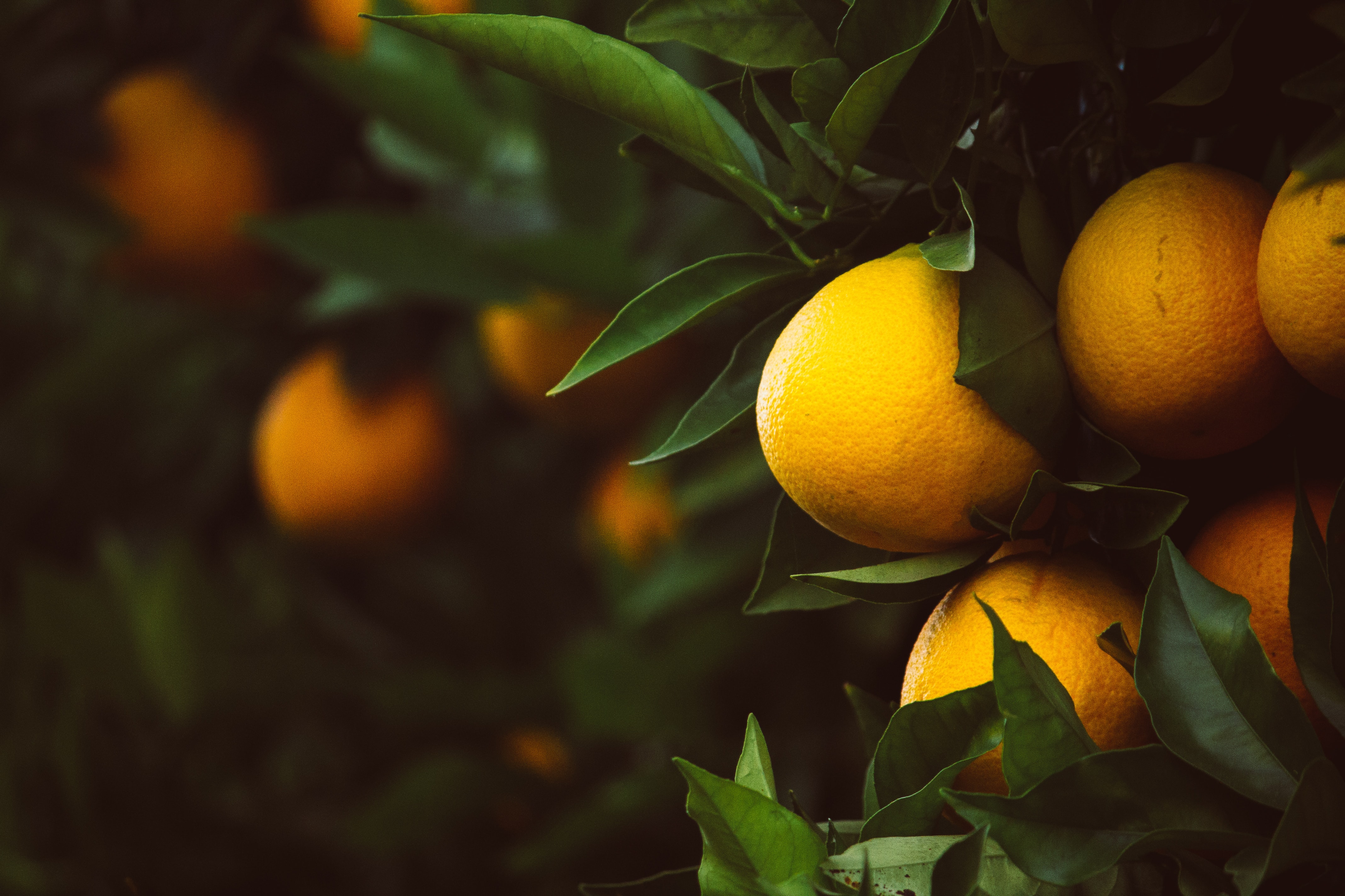 La Denominación de Origen y las preparaciones gastronómicas