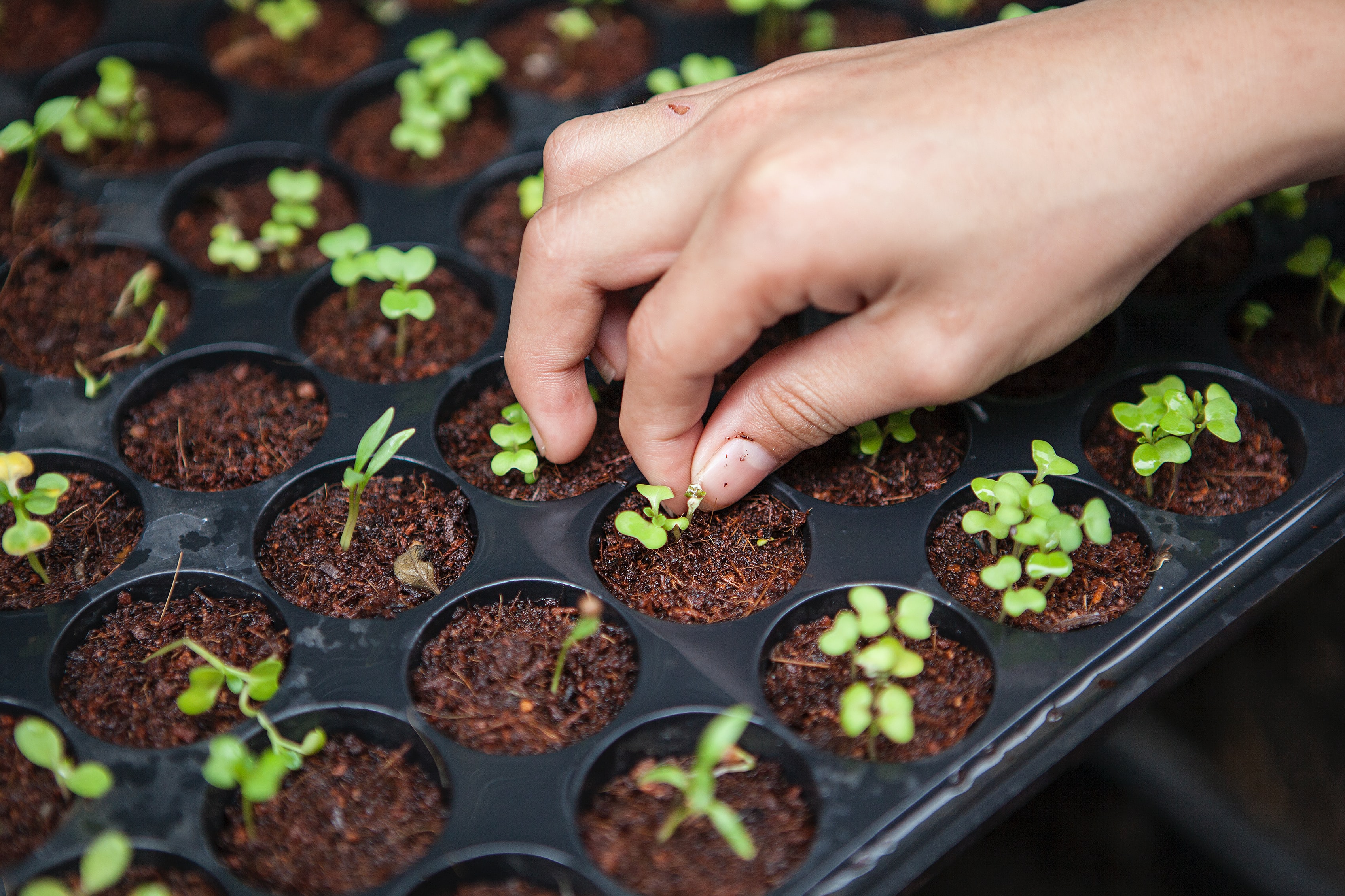 La educación técnica agrícola en Chile: Un desafío permanente