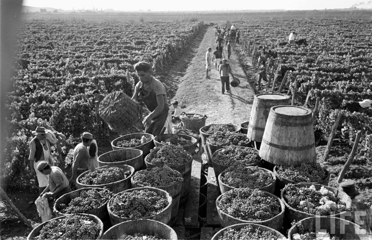 La industria del vino en Chile durante la segunda mitad del siglo XIX