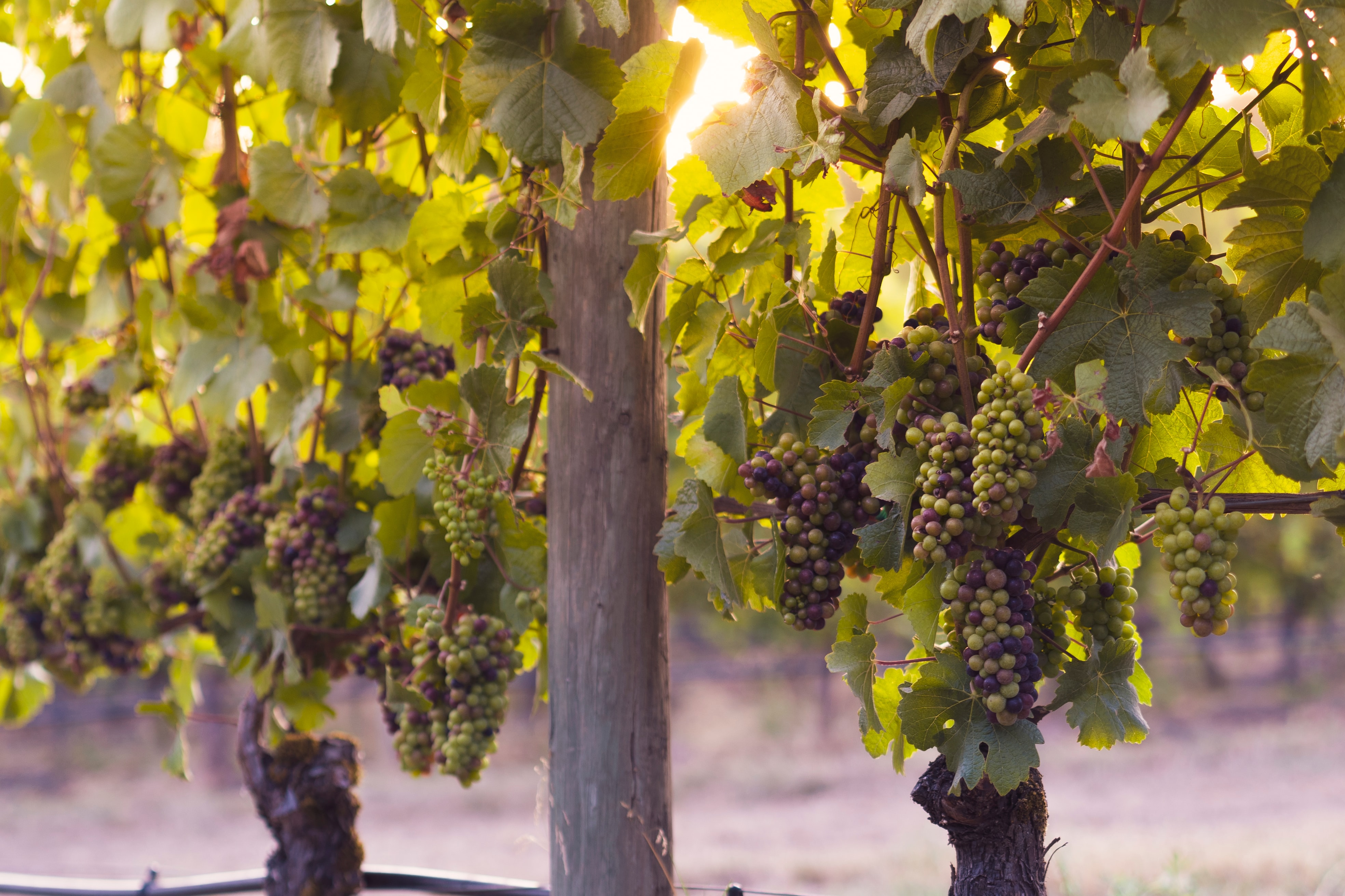 Uvas Criollas: Patrimonio Vitivinícola de Chile
