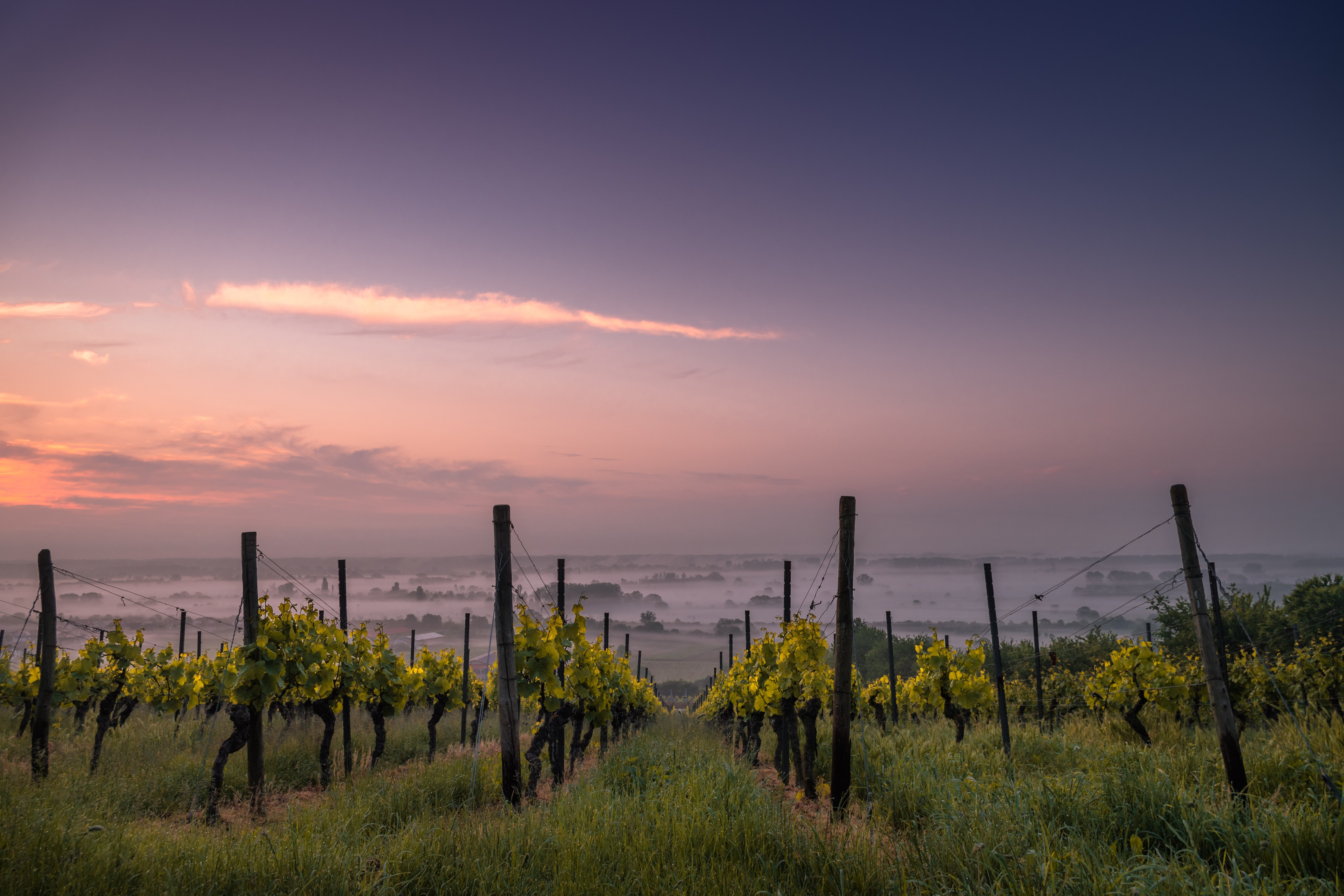Vinos en La Araucanía: un negocio con la identidad de la gente de la tierra 