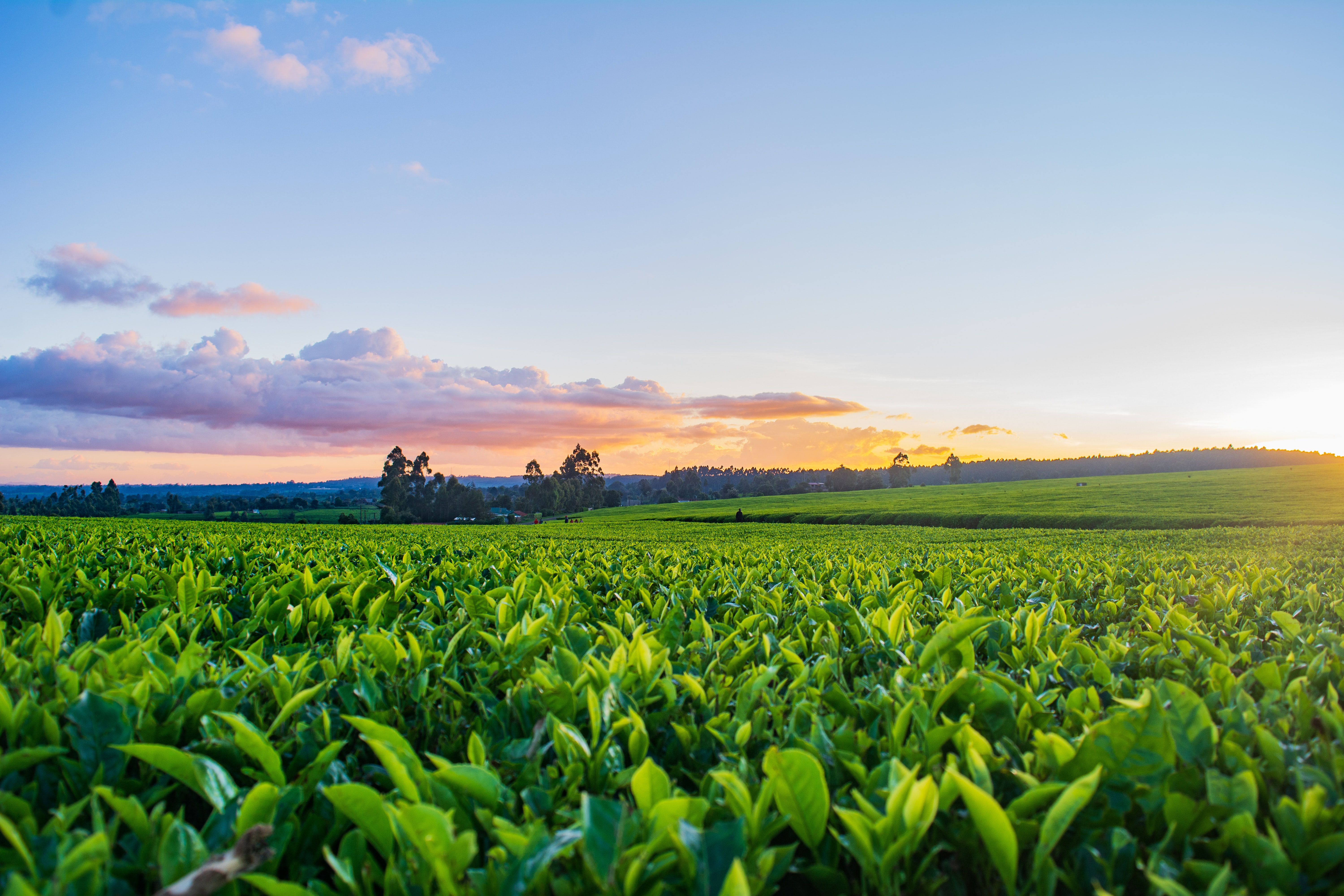 ¿Hacia dónde va la agricultura chilena? 